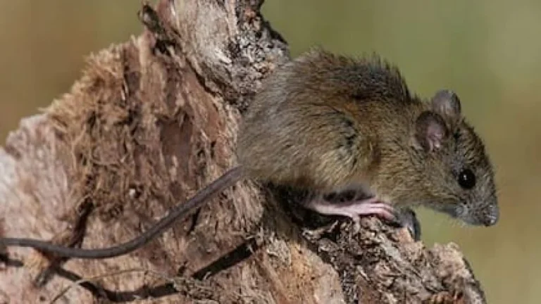 Noticias sobre casos de hantavirus en Argentina