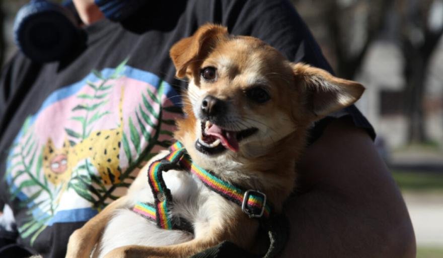 Jornada gratuita de castración de mascotas en Necochea