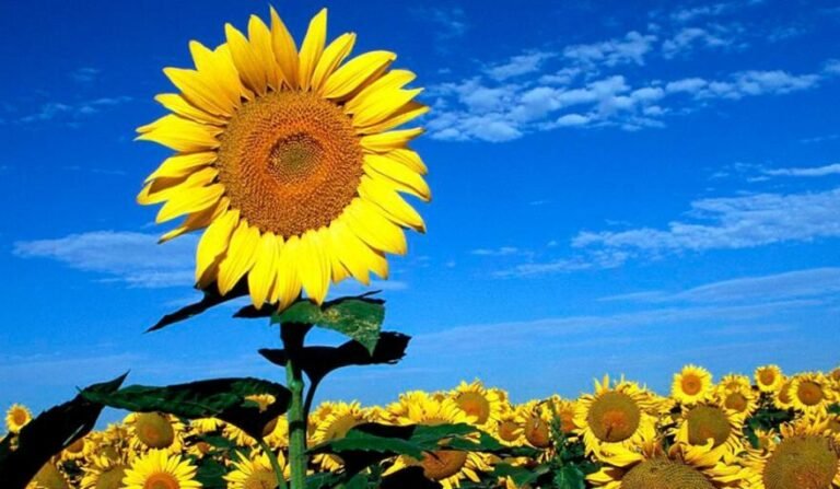 Girasol argentino anticipa crecimiento histórico