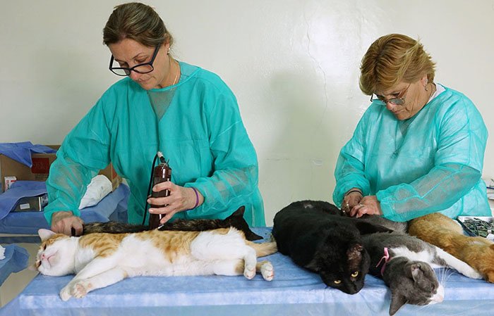 Castración masiva gratuita de mascotas: este sábado en el CAPS Estación Quequén