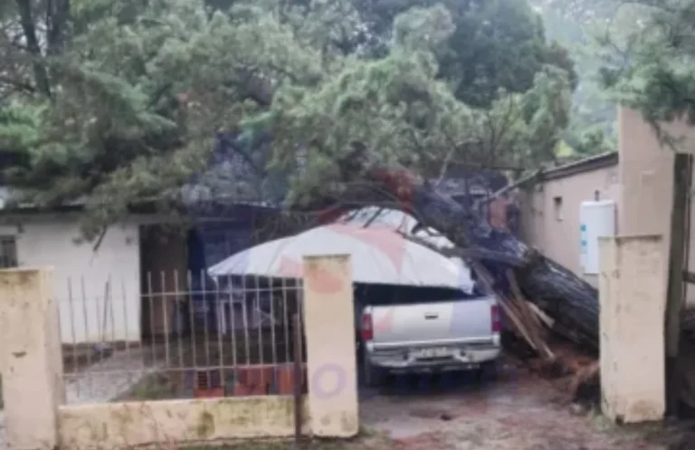 Árbol cae sobre vivienda en Necochea