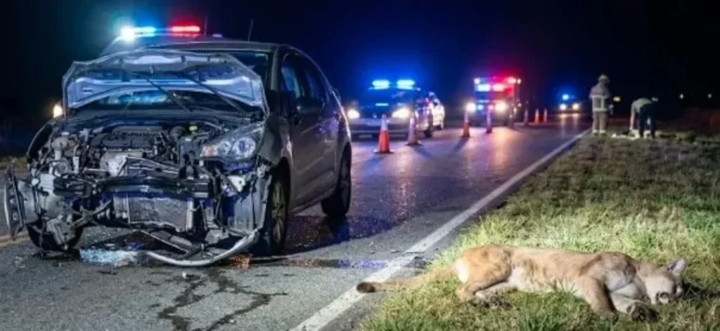 Un puma murió atropellado por un auto en la Ruta 11, a la altura de Costa Esmeralda