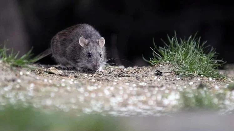 Brote de hantavirus en la región