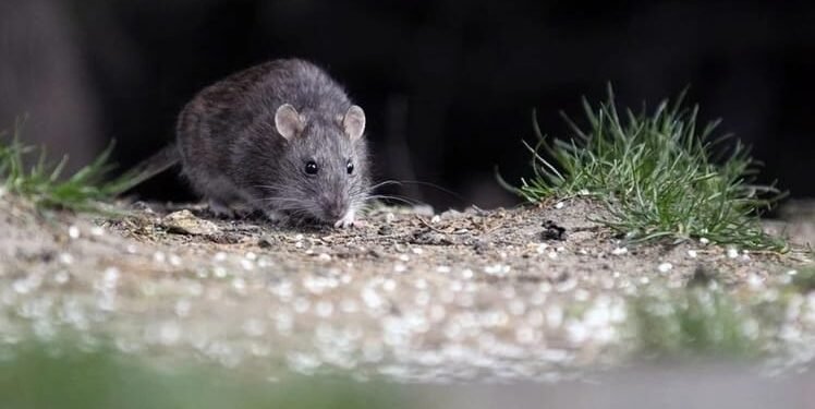 Necochea registró un caso de Hantavirus
