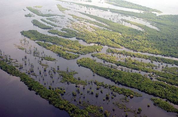 Estudio del PIK advierte que el Amazonas podría colapsar de forma irreversible si se superan umbrales críticos