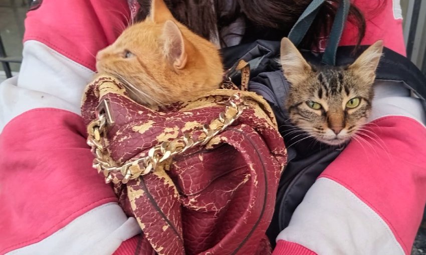Municipalidad de Necochea realizó una jornada gratuita de castración de perros y gatos en el CAPS Estación Quequén