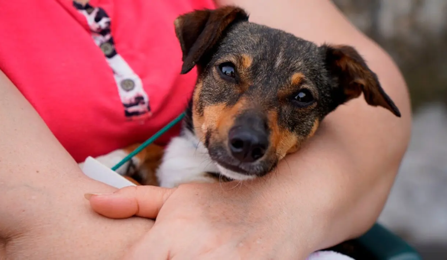 Castración gratuita de mascotas en Quequén