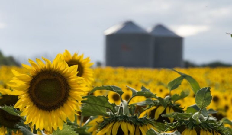 Invertirán US$ 400 millones en Bahía Blanca para construir la mayor planta de molienda de girasol del mundo