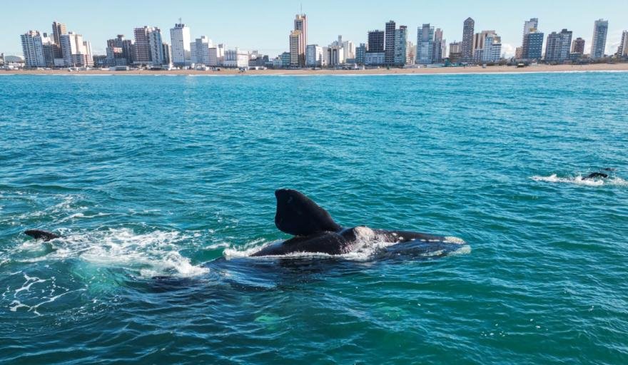 Ballenas Necochea responde a acusaciones