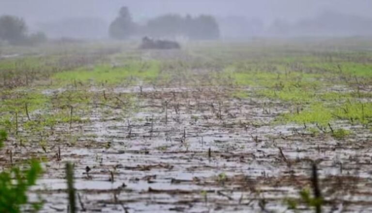 Los suelos de Necochea enfrentan cambios significativos por los anegamientos