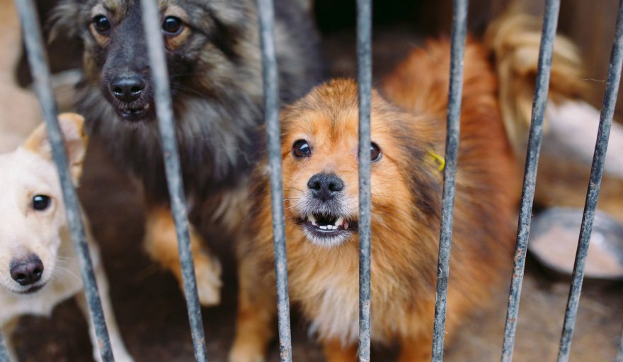 Necochea aprueba ordenanza contra el maltrato animal