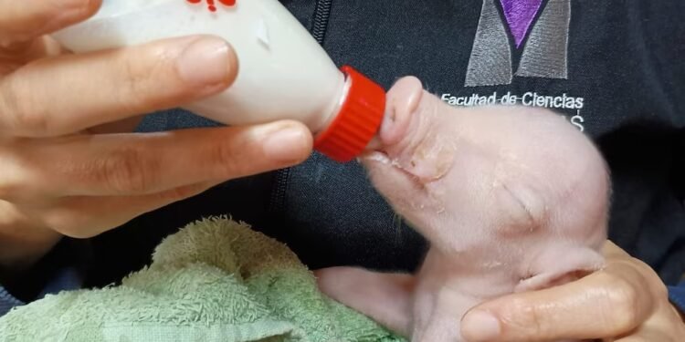 Argentina logra un hito en medicina regenerativa con primer cerdo modificado genéticamente para trasplantes humanos