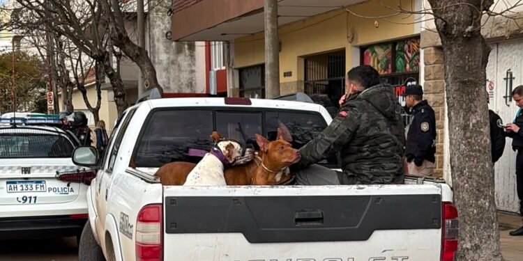 Buscan hogares de tránsito para perros rescatados