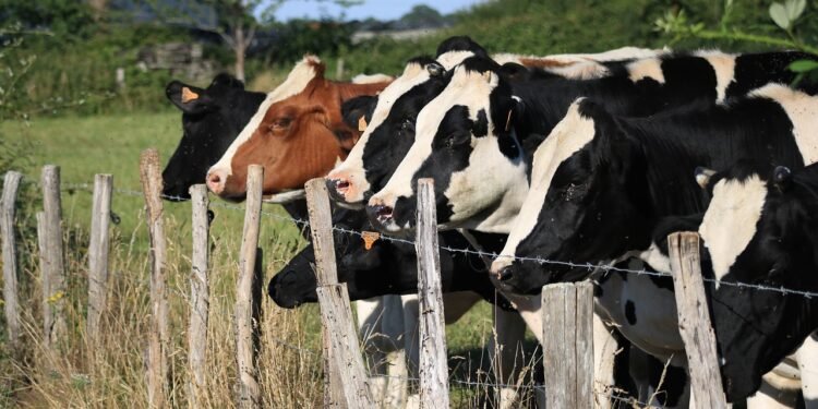Sociedad Rural de Lobería alerta por abigeato