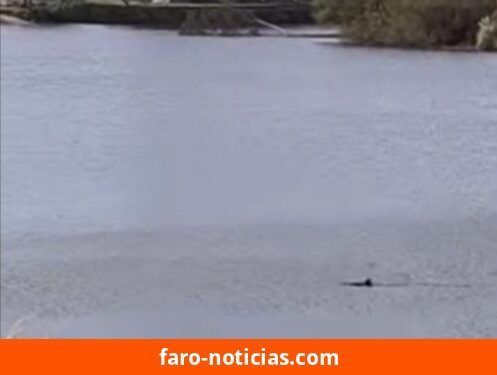 Sorpresa en el río Quequén: aparición de un cazón captado en video