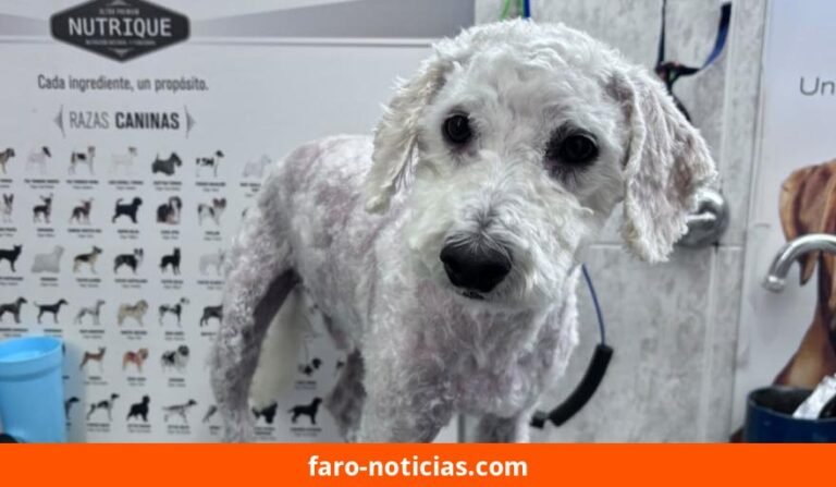 Continúa la búsqueda de Rulo, el caniche desaparecido en Necochea, y la comunidad se moviliza