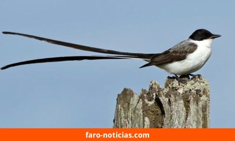 Primer encuentro de “Conociendo las aves migratorias” en el Parque Miguel Lillo