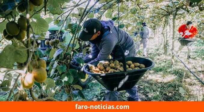 Gobierno local impulsa la designación de General Pueyrredón como Capital Nacional del Kiwi y la creación de la Fiesta del Kiwi Mar y Sierras