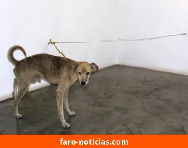 Denuncian presunta crueldad animal del artista Guillermo “Habacuc” Vargas y se convocan firmas para impedir su participación en la Bienal