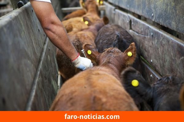 Sociedades rurales del sudeste expresan inquietud por la nueva normativa de vacunación antiaftosa