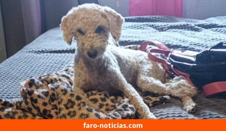 Final feliz en Necochea: Rulo, el caniche perdido dos semanas, apareció y ya está en su casa
