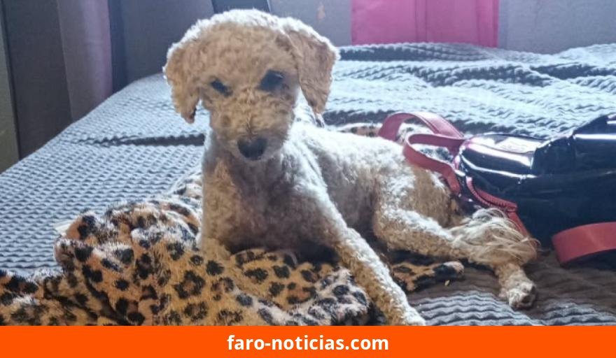 Final feliz en Necochea: Rulo, el caniche perdido dos semanas, apareció y ya está en su casa