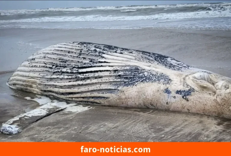 Ballena yubarta muerta encontrada en playa entre Mar de Cobo y Mar Chiquita