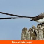 Segunda salida del ciclo “Conociendo las aves migratorias” en el Parque Miguel Lillo