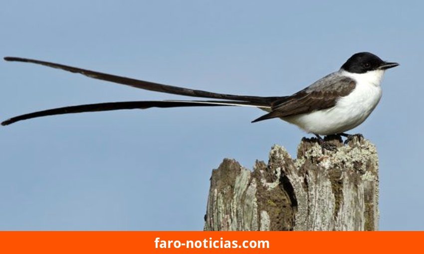 Segunda salida del ciclo “Conociendo las aves migratorias” en el Parque Miguel Lillo