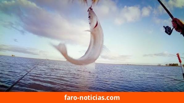 La pesca en Necochea: tradición y transición entre pejerrey y variada