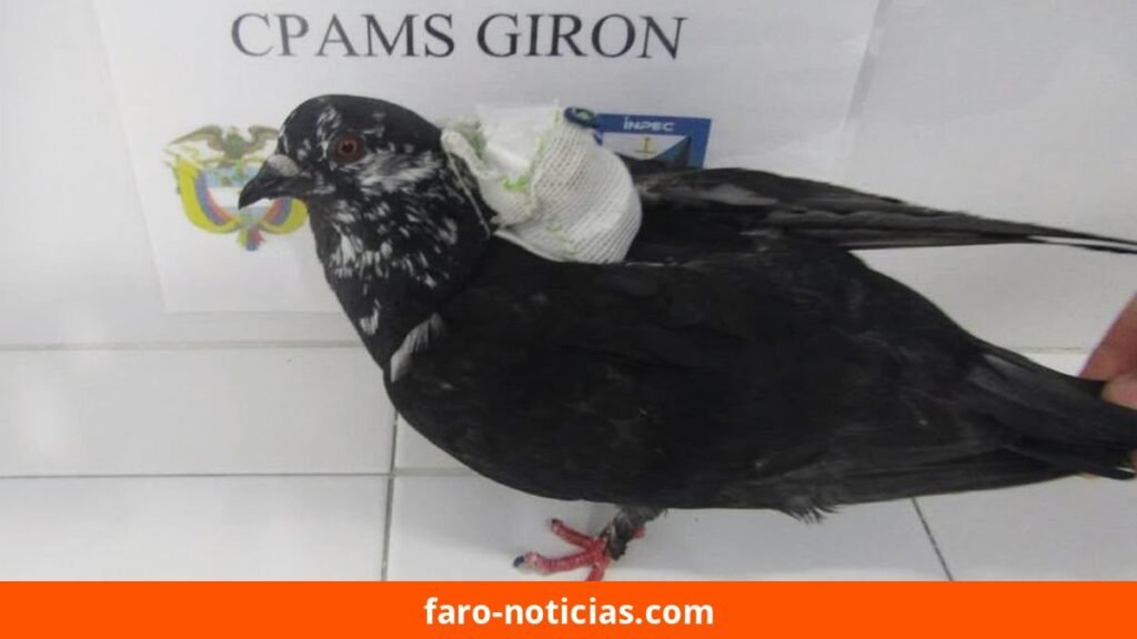 Colombia: paloma mensajera fue interceptada en cárcel de Palogordo con cables para celulares