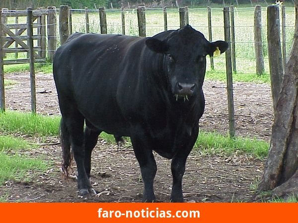 Ministerio de Desarrollo Agrario refuerza la obligatoriedad del testeo anual de toros en la Provincia de Buenos Aires